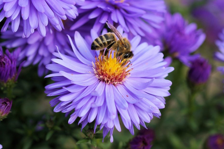 bee sitting on a purple flower
