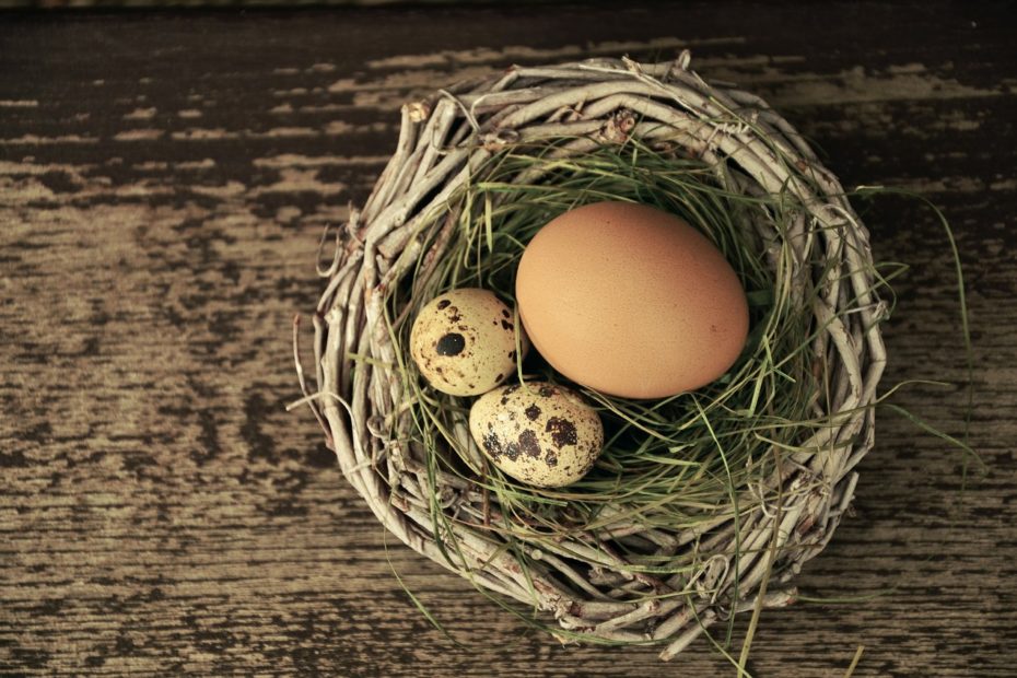 nest with three eggs